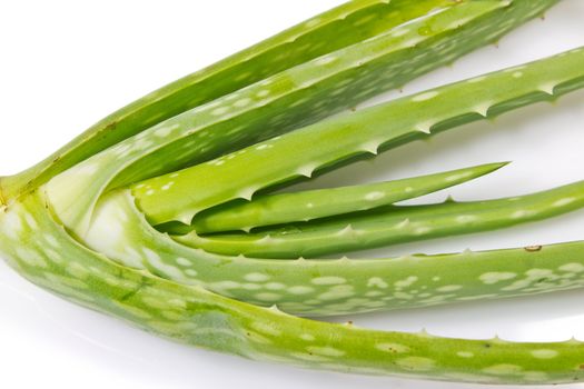 Aloe vera plant isolated on white