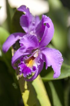 Purple flower isolated close up