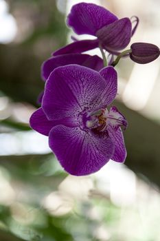 Beautiful purple flower close up