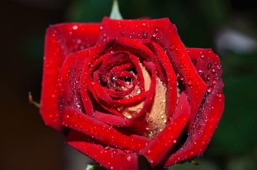 Close up of beautiful red rose with drops