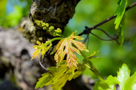 Wild grape leaf in vineyard of Balaclava