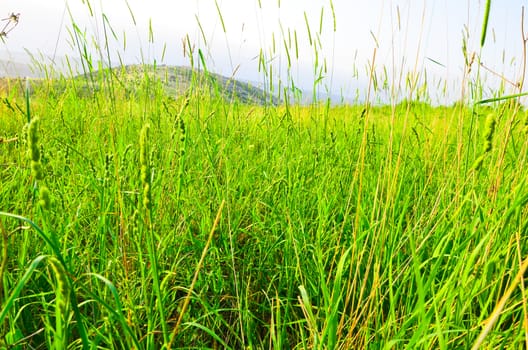 Green grass in the mountains of Crimea