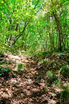 Green forest in summer in the mountains of Crimea