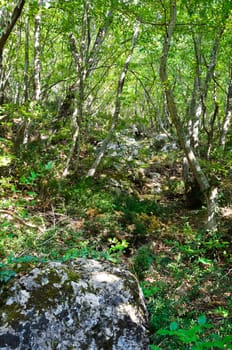 Beautiful green wood in Crimea in summer