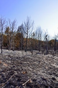 Remains of burned trees in the mountains. Crimea, Ukraine
