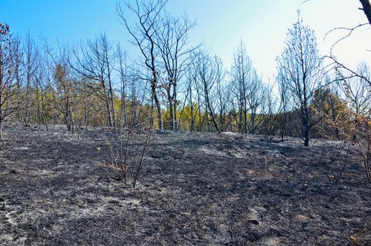 Remains of burned trees in the mountains. Crimea, Ukraine