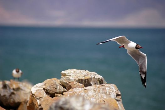 Seagull flying over a beach