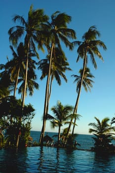 Coconut trees against blue sky at beach