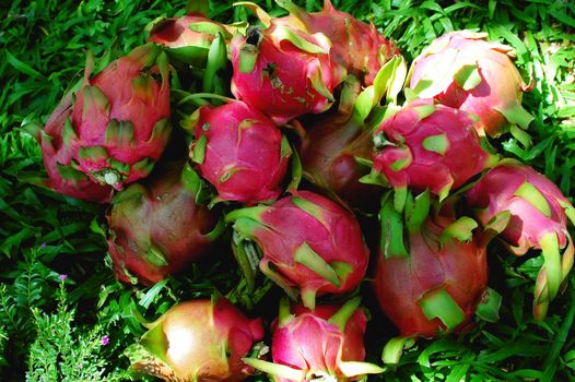 Fresh ripe dragon fruits in Vietnam