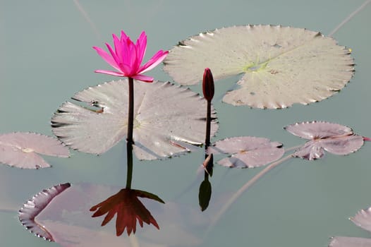 Pink water lily flower blooming in pond in the summer