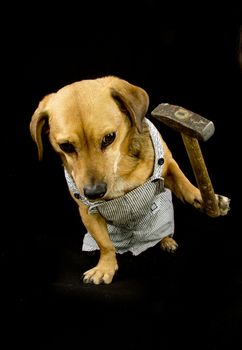 a worker dog and hammer
