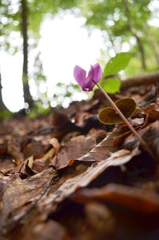 Flower in the form of heart in the wood.