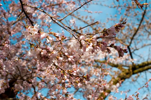 Pink cherry blossom over the blue sky