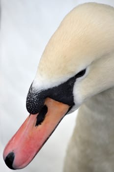 Portrait of a white swan, closeup.