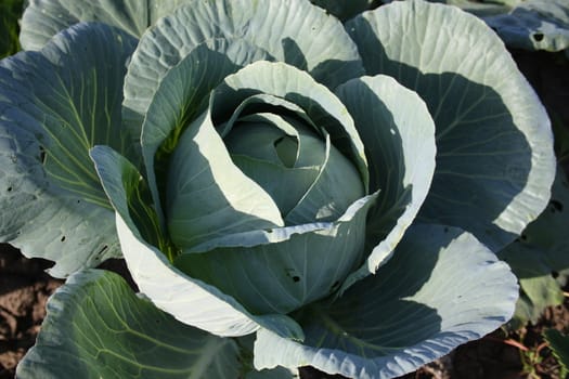 The cabbage ripens