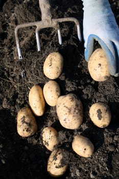 Potato gathering by manual way