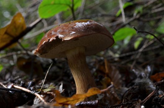 Wet Bay Bolete mushroom in the forest.