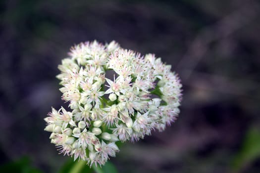 Fluffy inflorescence of a plant garlic