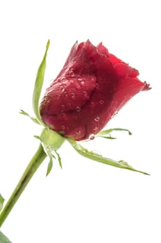 Side view of a beautiful red rose with dew drops isolated on a white background.