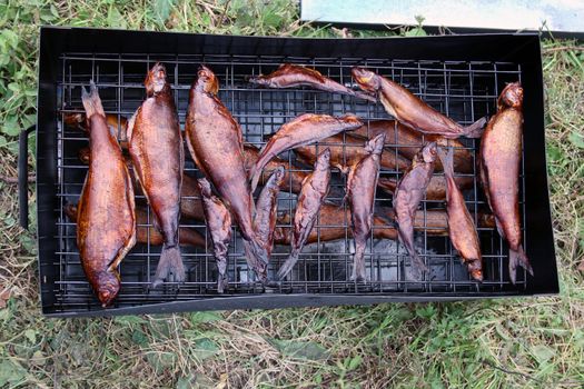 Fish of the mountain river prepared on a smoke