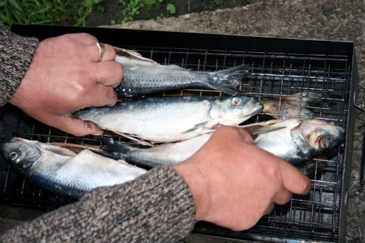 Fish a herring prepares for smoking on a smoke