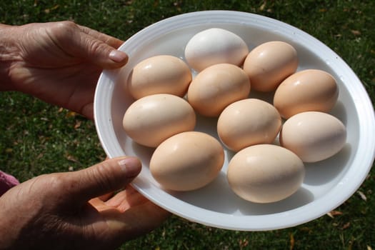 Dish with ten eggs