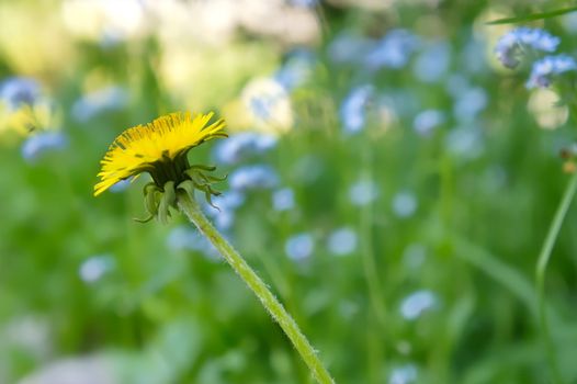 Dandelion flower on a background of flowering meadows.