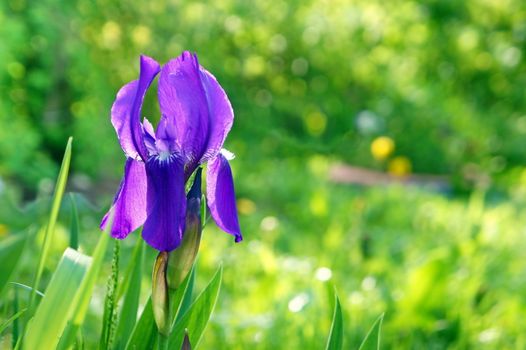 Flower blue iris on a background of green grass.