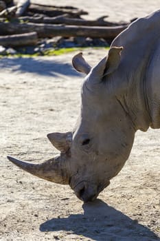 Head of a rhinoceros close up