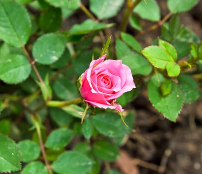 A beautiful pink rose in a garden