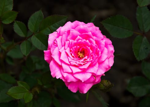 A beautiful pink rose in a garden