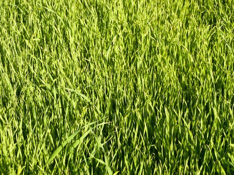 fresh green grass in early autumn