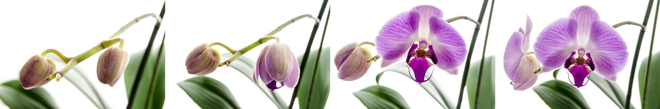 Four stages of growth with Orchid flower isolated on a white background.