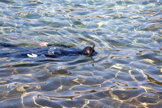 diver in black diving wear on sea surface 