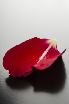 Closeup of a red rose petal representing romance concept.