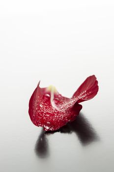 Single red rose petal with dew drops representing romance concept.