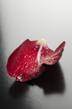 Closeup of a red rose petal with dew drops representing romance concept.