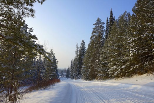 snow-covered road next to the pine forest under a blue sky