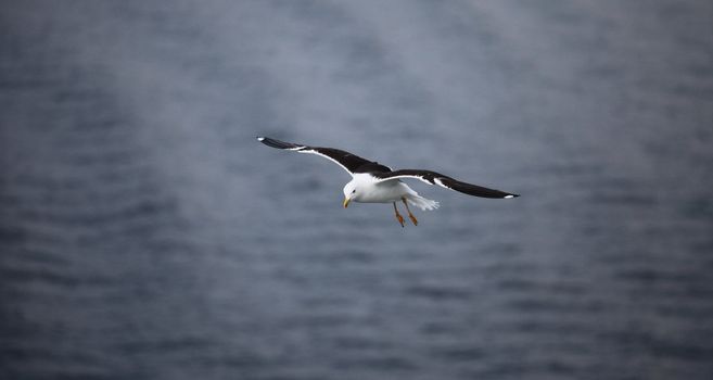 the seagull  flying low over the water