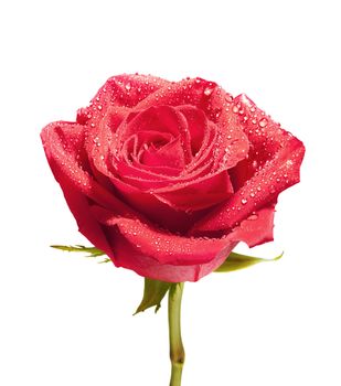 Red rose flower isolated on the white background with path