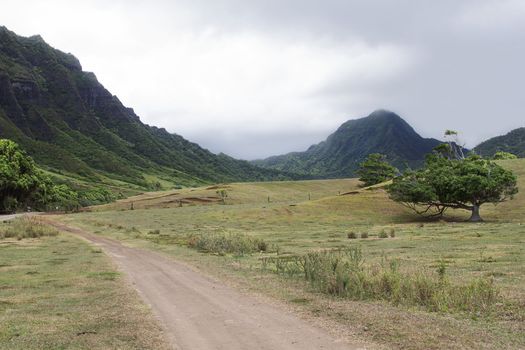 tree by the road in a valley