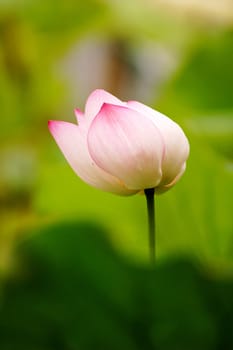 Pink lotus flower blooming in pond in the summer