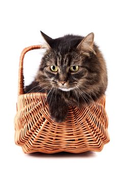 Angry fluffy cat in a wattled basket on a white background