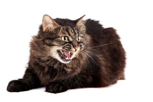Fluffy hissing cat on a white background