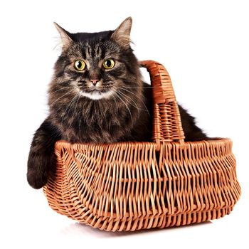 Fluffy cat in a wattled basket on a white background