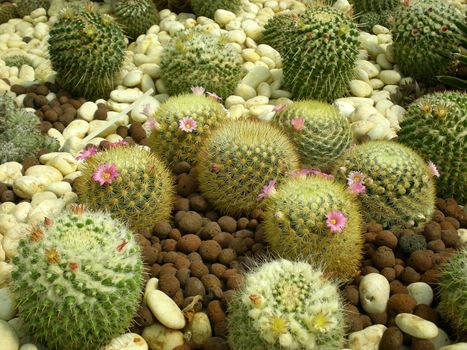 A cactus is a member of the plant family Cactaceae.                               