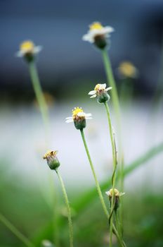 The plant bears daisylike yellow-centered white or yellow flowers with three-toothed ray florets.