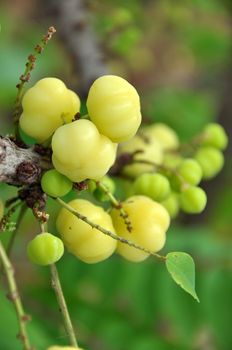 The Otaheite gooseberry prefers moist soil. Although it usually grows from seeds, the tree can also be multiplied from budding, greenwood cuttings or air-layers. It bears two crops per year in South India: one in April-May and the other in August-September. Elsewhere, it is mainly harvested in January.