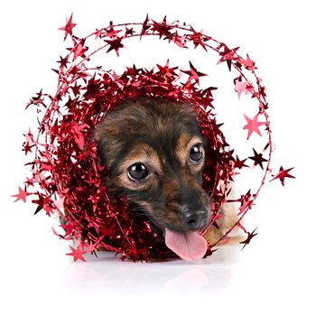 Decorative dog with ornament from tinsel and stars.  Puppy of the Petersburg orchid on a white background