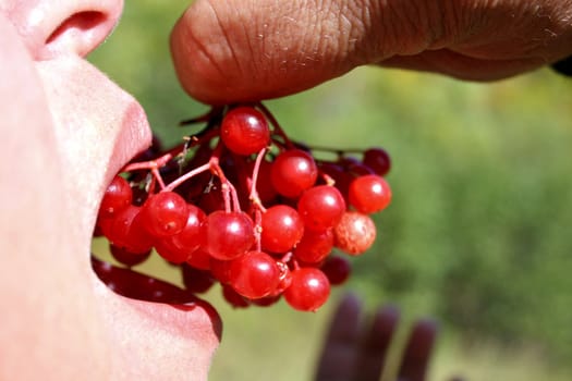 The person tastes a ripe berry of a guelder-rose